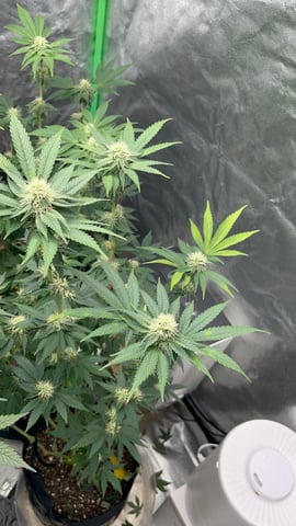 CB (Fem Photo) — flower, day 49