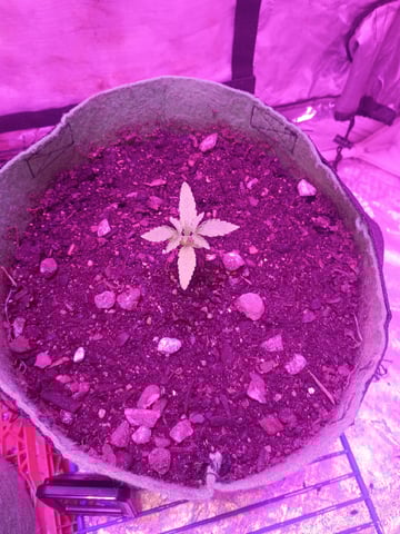 First autos  — seedling_rooting, day 12