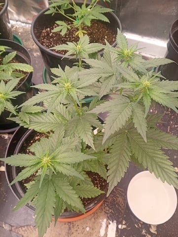 4 Different Kinds Of Autos  — flower, day 35