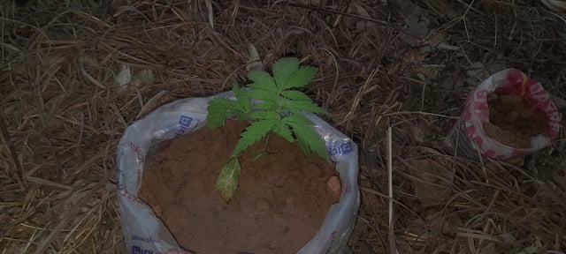 Random Seeds — grow_setup, day 2