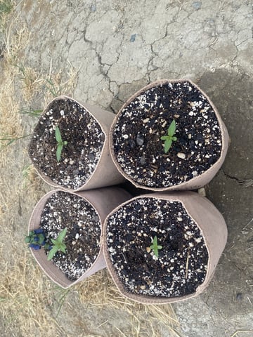 Auto Grow #3 2026 — seedling_rooting, day 15