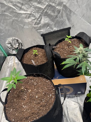  Trying to go big — vegetative, day 25