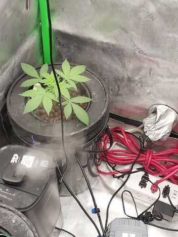 Auto-Flowers  — vegetative, day 36