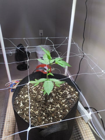 Audrey III — vegetative, day 51