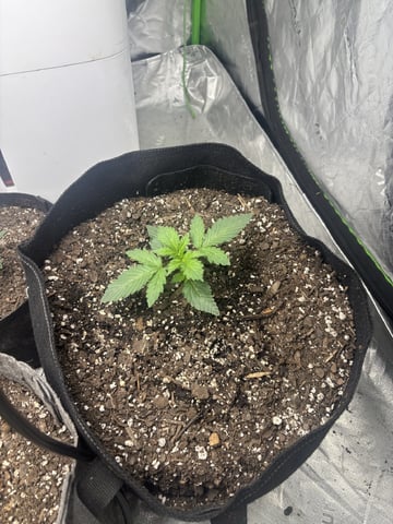 Hulk Berry Auto — seedling_rooting, day 2