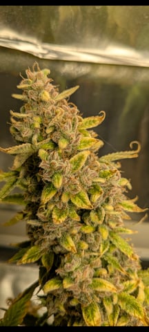 1st grow continued  — flower, day 29