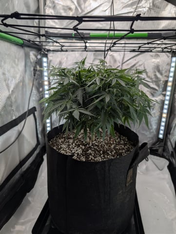C99 CloneWars! — vegetative, day 34