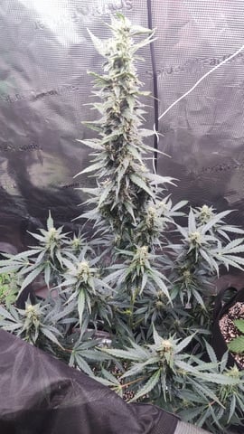 milky way — flower, day 1