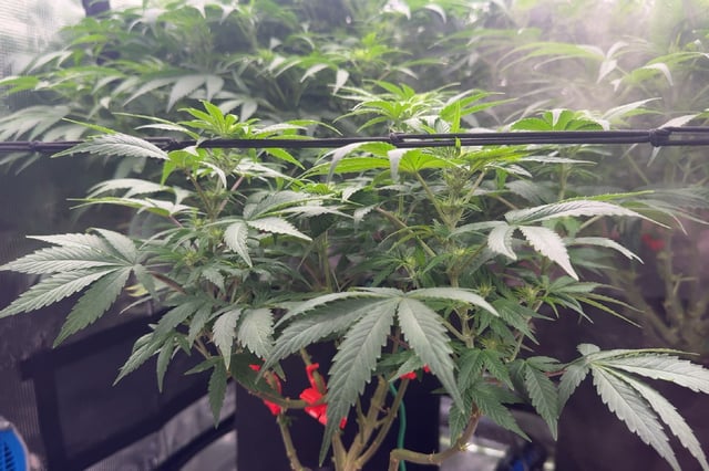 Auto Flower — flower, day 54