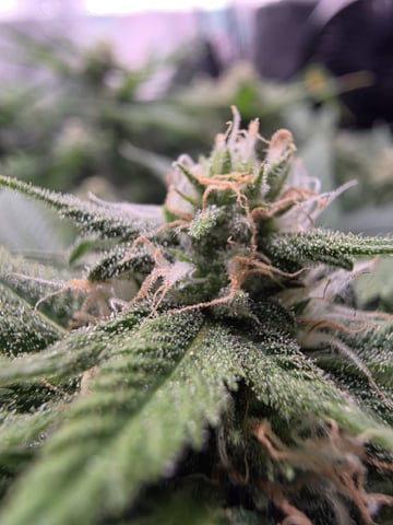 Blue Dream Feminized  — flower, day 129