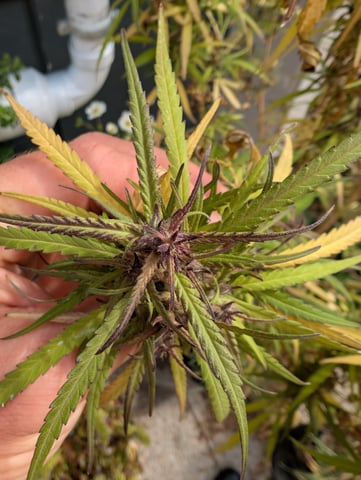 outdoor — flower, day 166