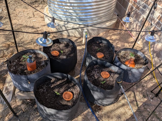 October Start — vegetative, day 24