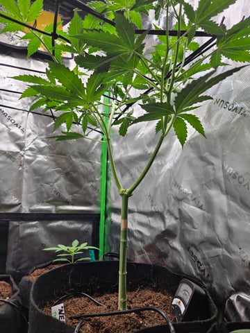 "Wedding Crasher"  Grow#2 — vegetative, day 54