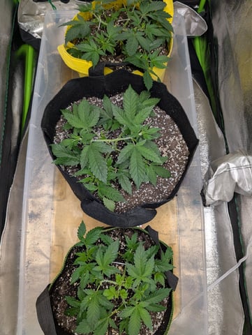 Early Girl — vegetative, day 13