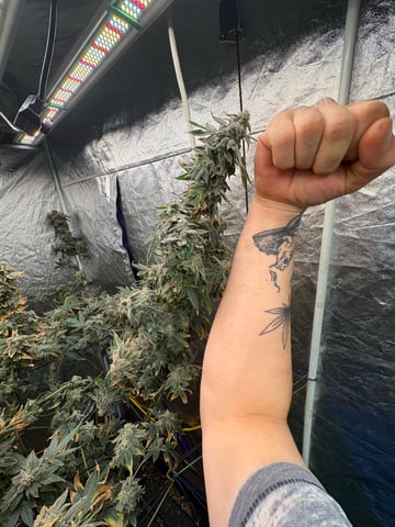 back to my roots.  — flower, day 48