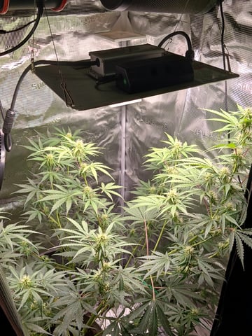 black gorilla feminized  — flower, day 23