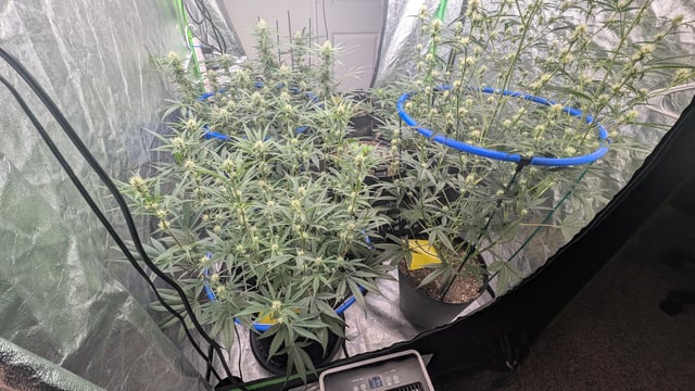 Mixed Grow — grow_setup, day 55