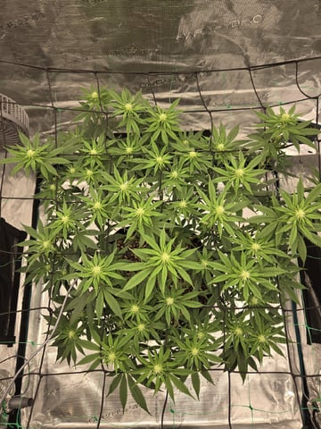  Insane OG — flower, day 99