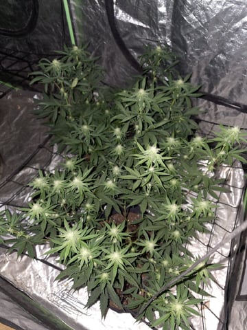 Apple fritta — flower, day 69