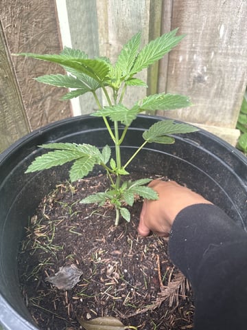 My First Grow — vegetative, day 86