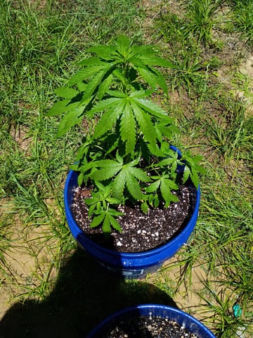 Six-Duece Autos — seedling_rooting, day 39