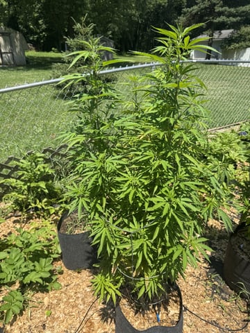 Outdoor 26 — vegetative, day 10