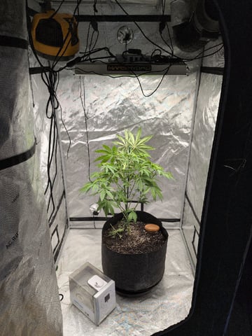 White Widow? — vegetative, day 1
