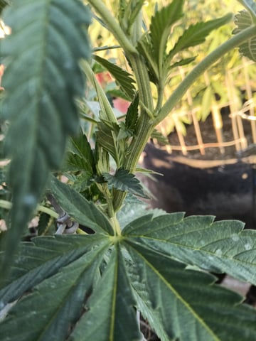 first 4 — vegetative, day 3