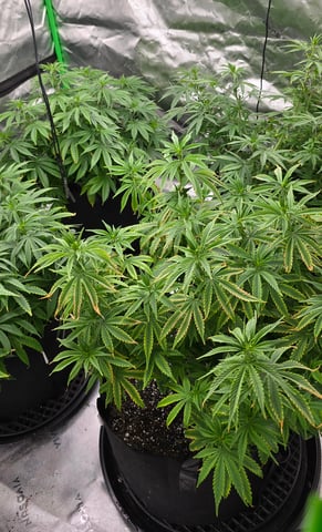 This grow may be interesting! — vegetative, day 108