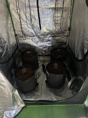 Late summer auto 2025 — germination, day 3