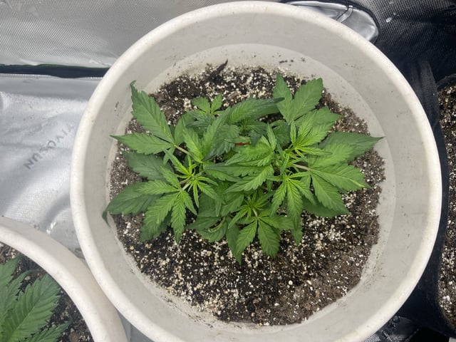 Autoskunk and OG Kush — vegetative, day 27