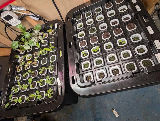 See what grows — vegetative, day 174