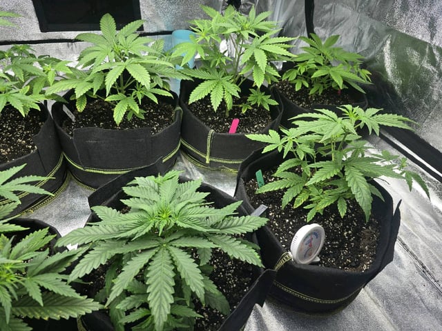 3rd Auto Grow — vegetative, day 47