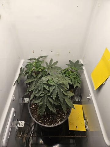 "NO CHEMA CUH" — vegetative, day 34