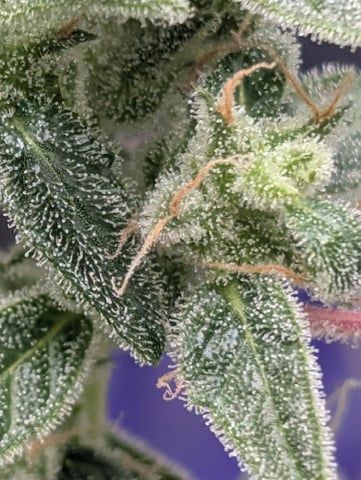 Zkittlez (Auto) — germination, day 2