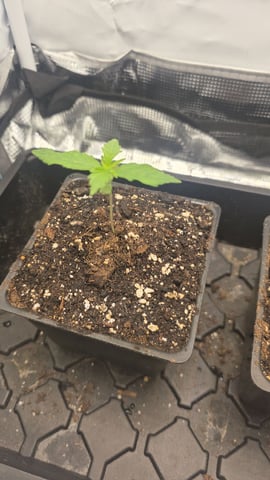 lilac diesel Rbx2 — seedling_rooting, day 13