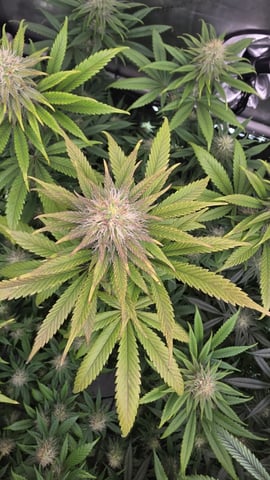 ethos genetics  — flower, day 91