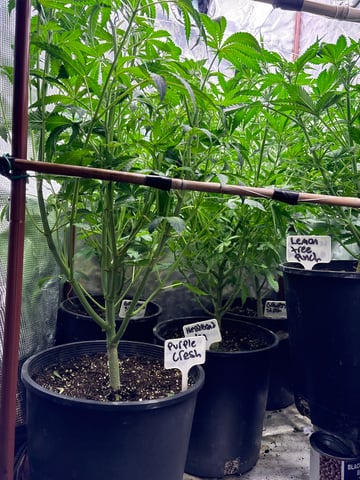 first grow in new 2x2 — flower, day 69