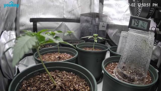 Homegrown - 🍒 🥧 & GSC Auto, 🚀 Seeds 🍌 Buttercups  — vegetative, day 19