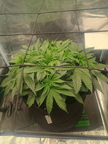 lil Slurry, first grow — flower, day 35