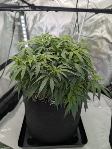 C99 CloneWars! — vegetative, day 26