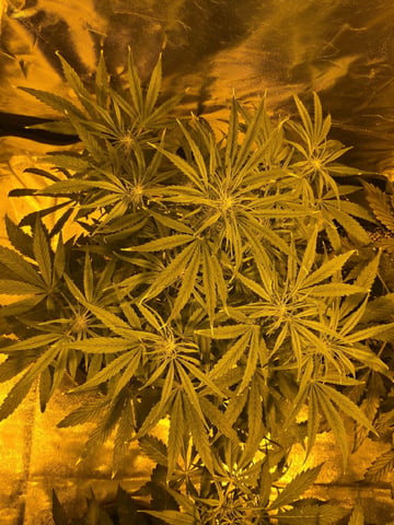 Autos AGAIN — flower, day 49