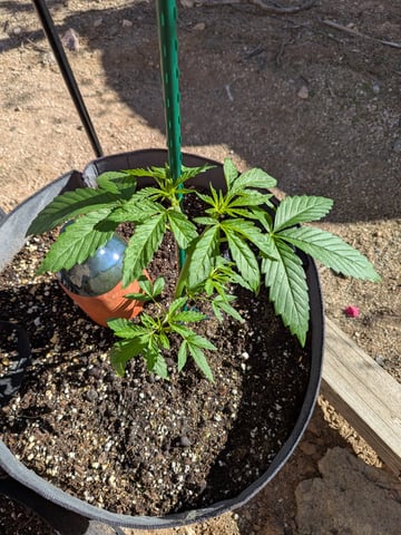 October Start — vegetative, day 43