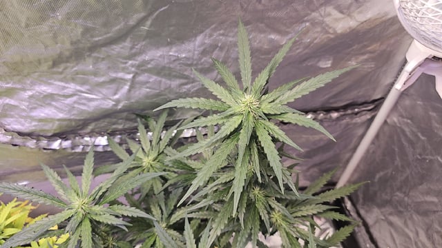 Amnesia Haze Run — flower, day 59