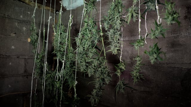 Grow 1 — flower, day 75