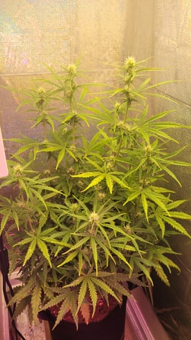 Third Grow ever, FastBuds Autos. — flower, day 27