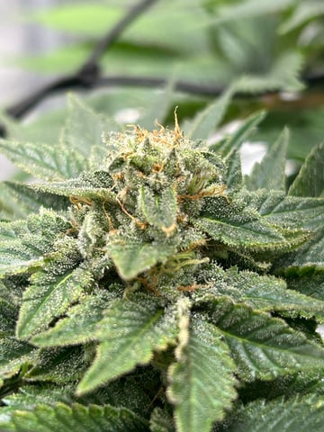 2025-26 harvest INDOOR — flower, day 136