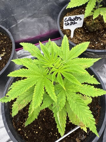 first grow in new 2x2 — vegetative, day 35