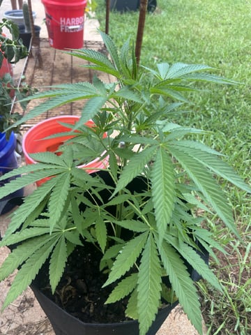 Reign Water — vegetative, day 19