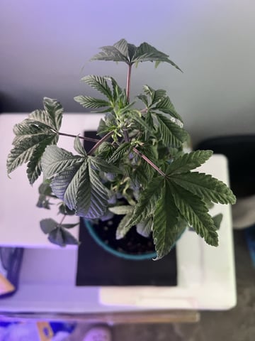 White Widow Auto